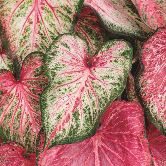 Heart to Heart® 'Blushing Bride' Sun or Shade Caladium