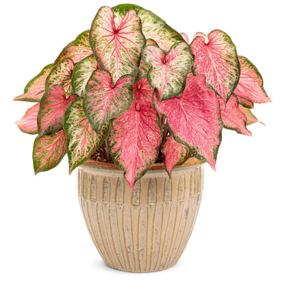 Heart to Heart® 'Blushing Bride' Sun or Shade Caladium