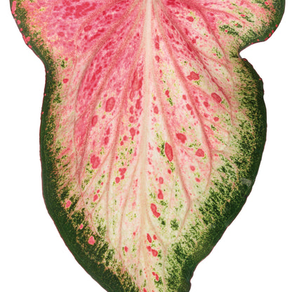 Heart to Heart® 'Blushing Bride' Sun or Shade Caladium