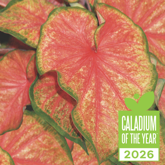 Heart to Heart® 'Chinook' Sun or Shade Caladium