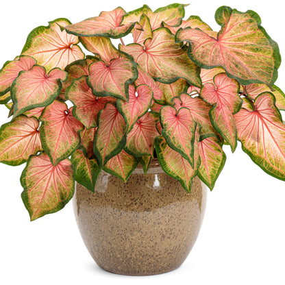 Heart to Heart® 'Chinook' Sun or Shade Caladium (Caladium hortulanum)