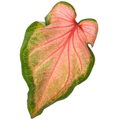 Heart to Heart® 'Chinook' Sun or Shade Caladium (Caladium hortulanum)