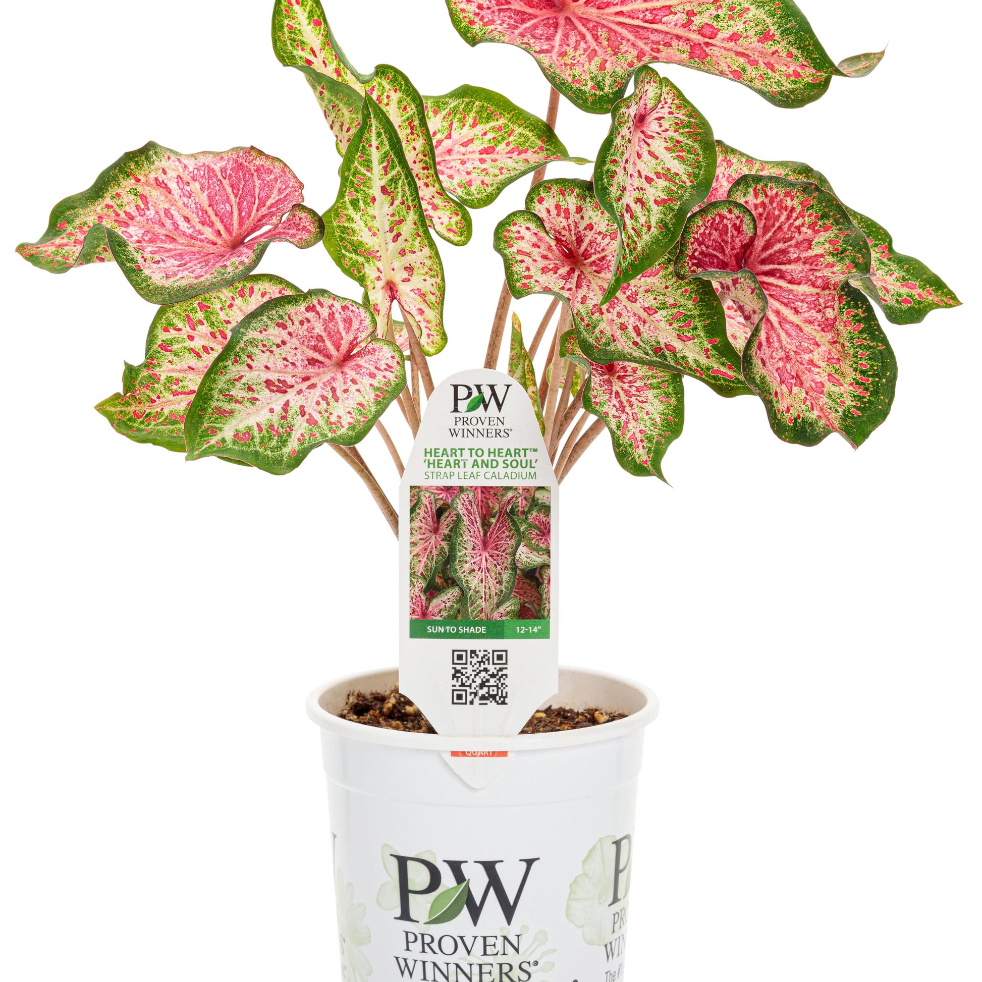 Heart to Heart 'Heart and Soul' Sun or Shade Caladium in container.