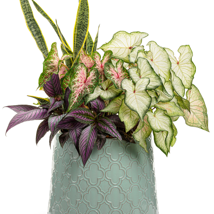Heart to Heart 'Heart and Soul' Heart to Heart 'Heart and Soul' Sun or Shade Caladium in use.