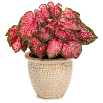 Heart to Heart® 'Scarlet Flame' Sun or Shade Caladium