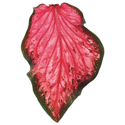 Heart to Heart® 'Scarlet Flame' Sun or Shade Caladium