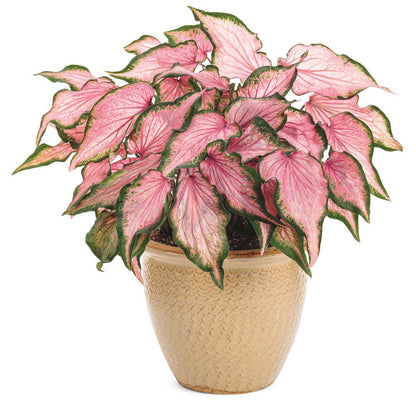 Heart to Heart® Va Va Violet™ Shade Caladium