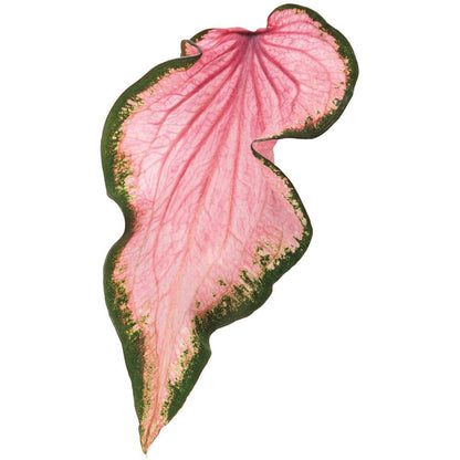 Heart to Heart® Va Va Violet™ Shade Caladium