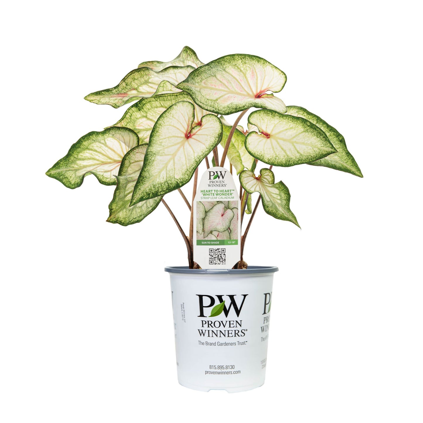Limited Edition Royale™ | Heart to Heart® 'White Wonder' Christmas Caladium