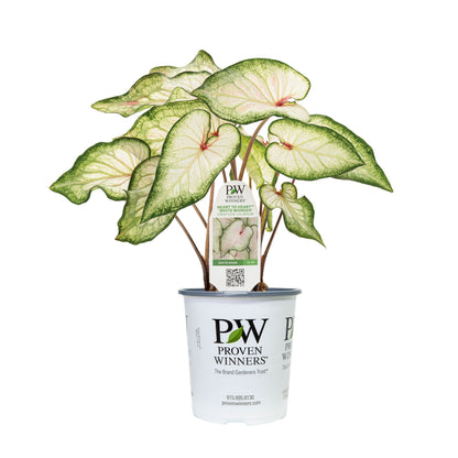 Limited Edition Royale™ | Heart to Heart® 'White Wonder' Christmas Caladium