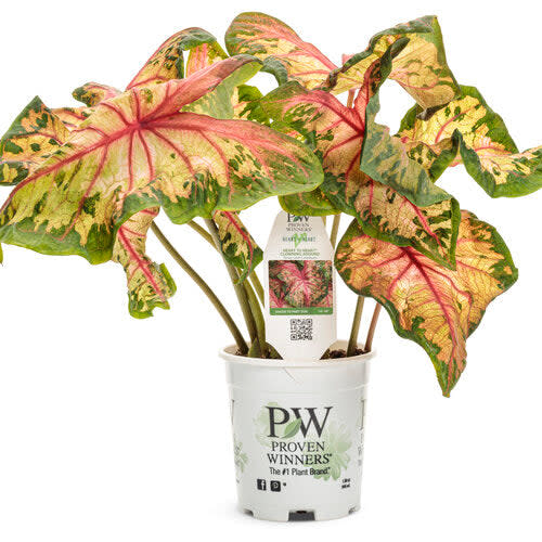 Heart to Heart 'Clowning Around' Shade Caladium in container.
