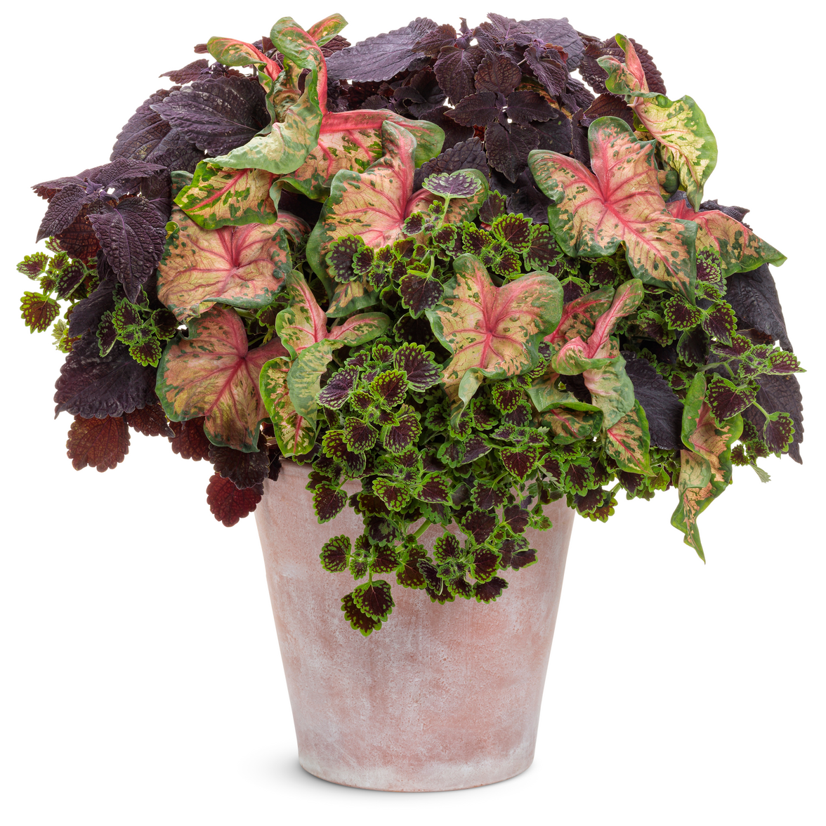 Heart to Heart 'Clowning Around' Heart to Heart 'Clowning Around' Shade Caladium in use.