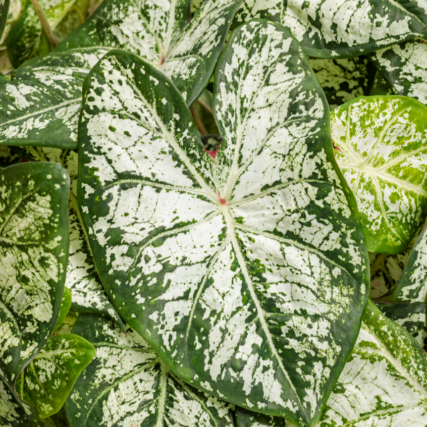 Heart to Heart 'Snow Flurry' Shade Caladium up close.