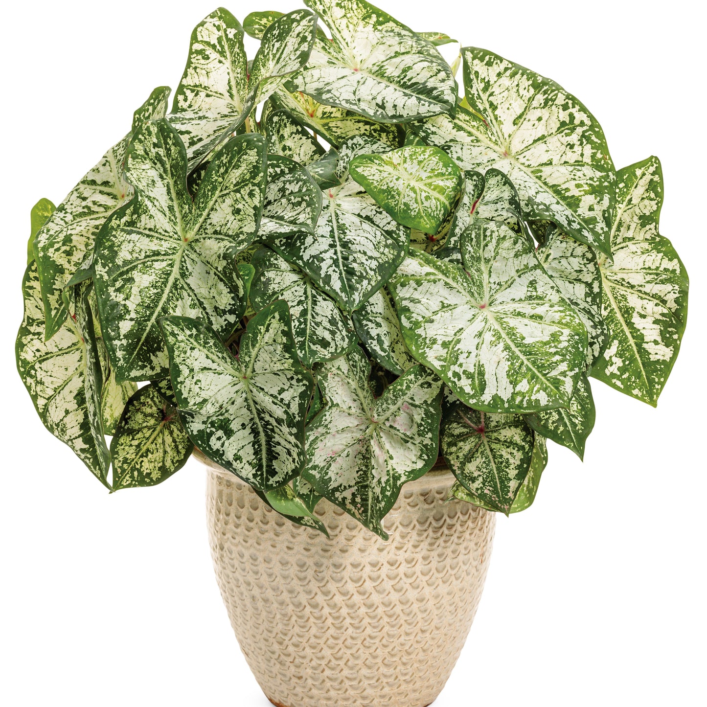 Heart to Heart® 'Snow Flurry' Shade Caladium