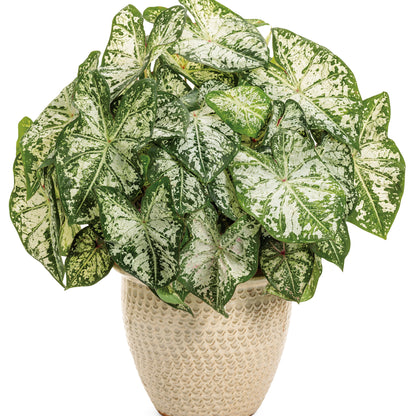 Heart to Heart® 'Snow Flurry' Shade Caladium