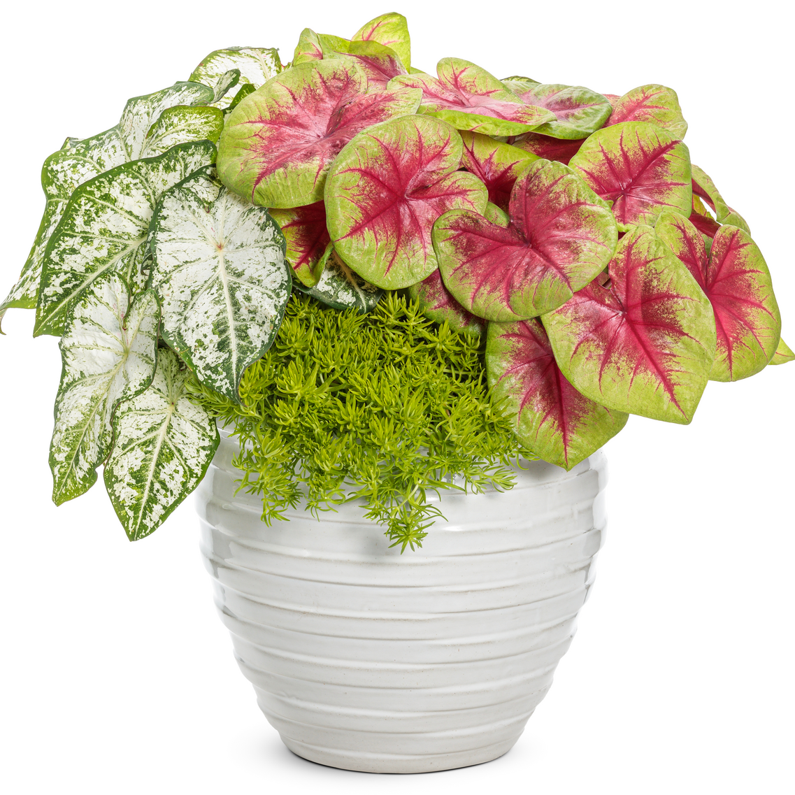 Heart to Heart 'Snow Flurry' Shade Caladium in use.