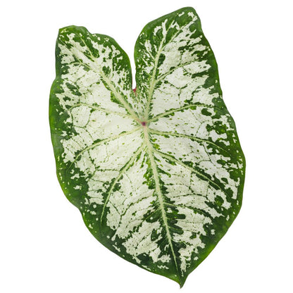 Heart to Heart® 'Snow Flurry' Shade Caladium
