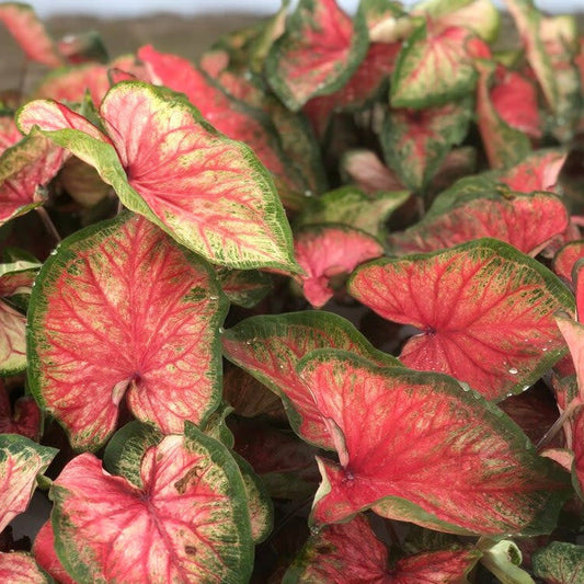 Heart to Heart 'Bold 'N Beautiful' Sun or Shade Caladium up close.