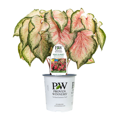 Limited Edition Royale™ | Heart to Heart® 'Bold 'N Beautiful' Christmas Caladium