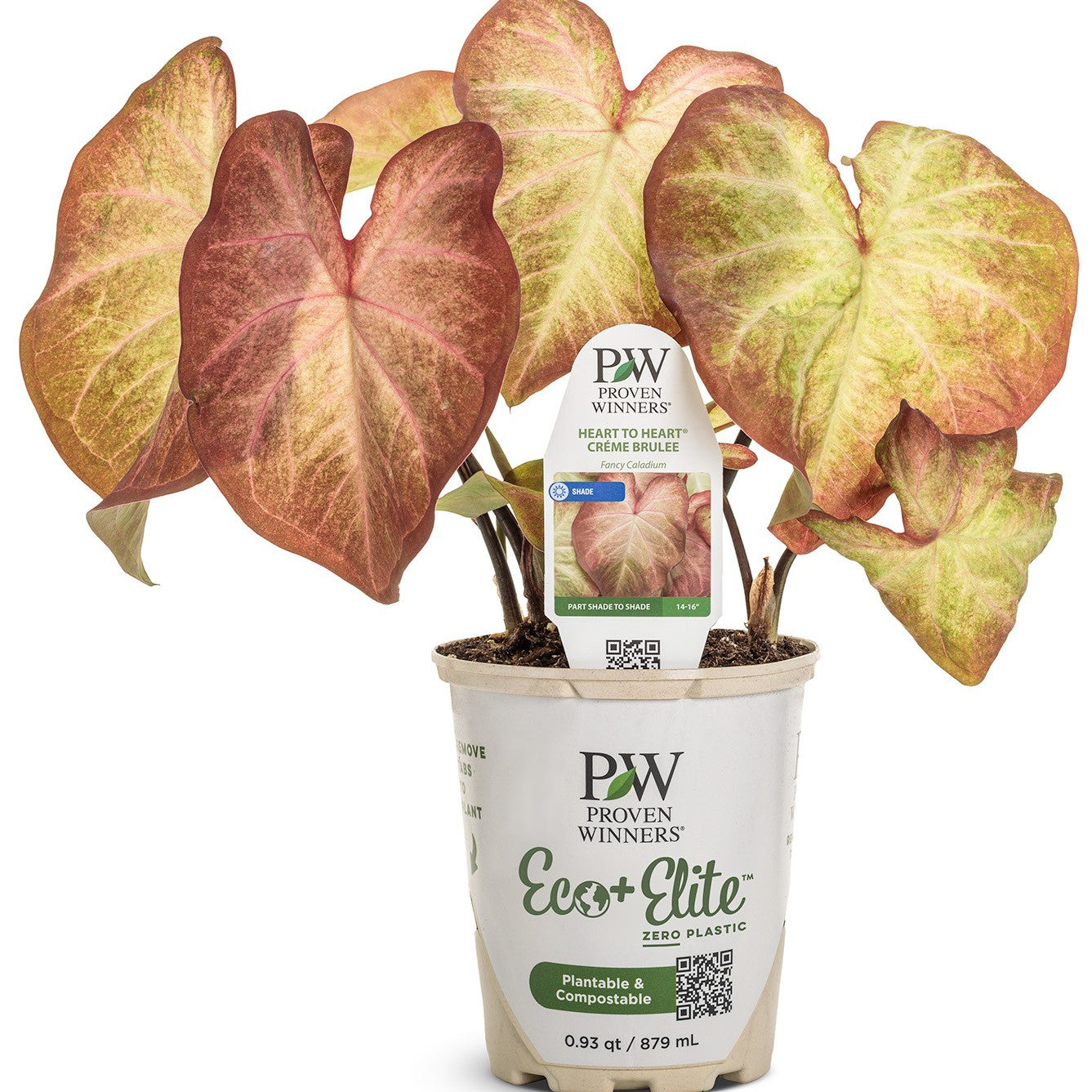 Heart to Heart® 'Crème Brulee' Shade Caladium | Proven Winners® New Variety 2026