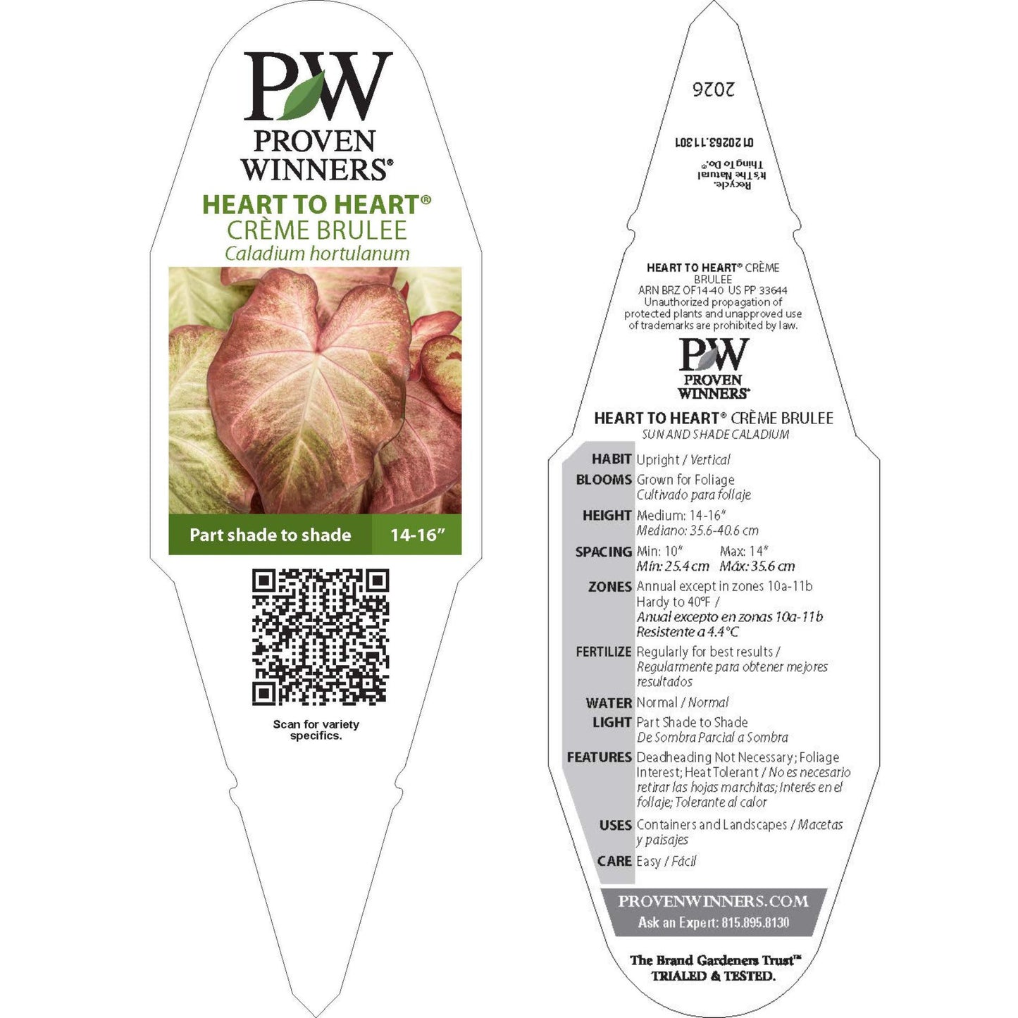Heart to Heart® 'Crème Brulee' Shade Caladium | Proven Winners® New Variety 2026