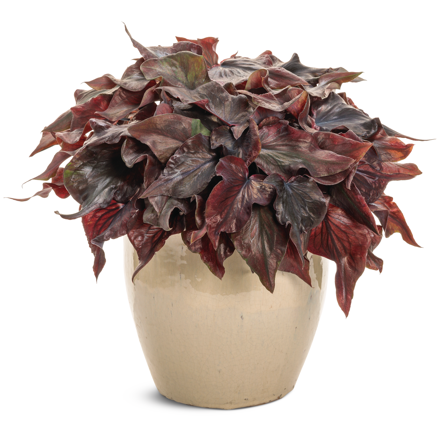 Heart to Heart® Midnight Oil Sun or Shade Caladium | Proven Winners® New Variety 2026