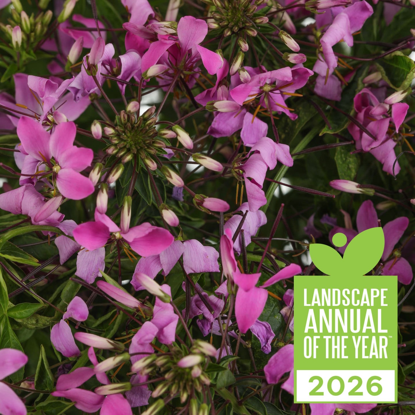 Señorita Rosalita® Spider Flower (Cleome hybrid)