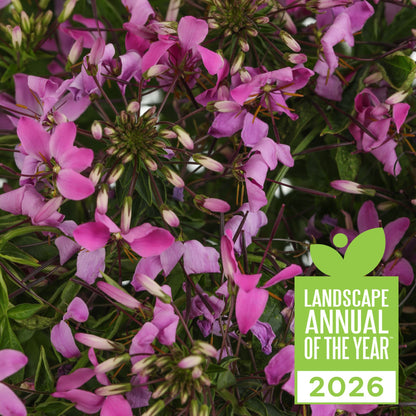 Señorita Rosalita® Spider Flower (Cleome hybrid)