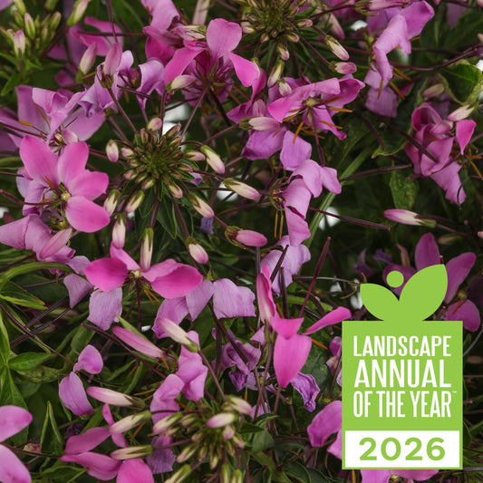 Señorita Rosalita® Spider Flower (Cleome hybrid)