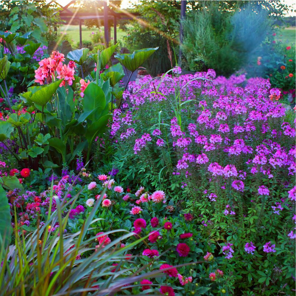 Señorita Rosalita® Spider Flower (Cleome hybrid)