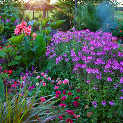 Señorita Rosalita® Spider Flower (Cleome hybrid)