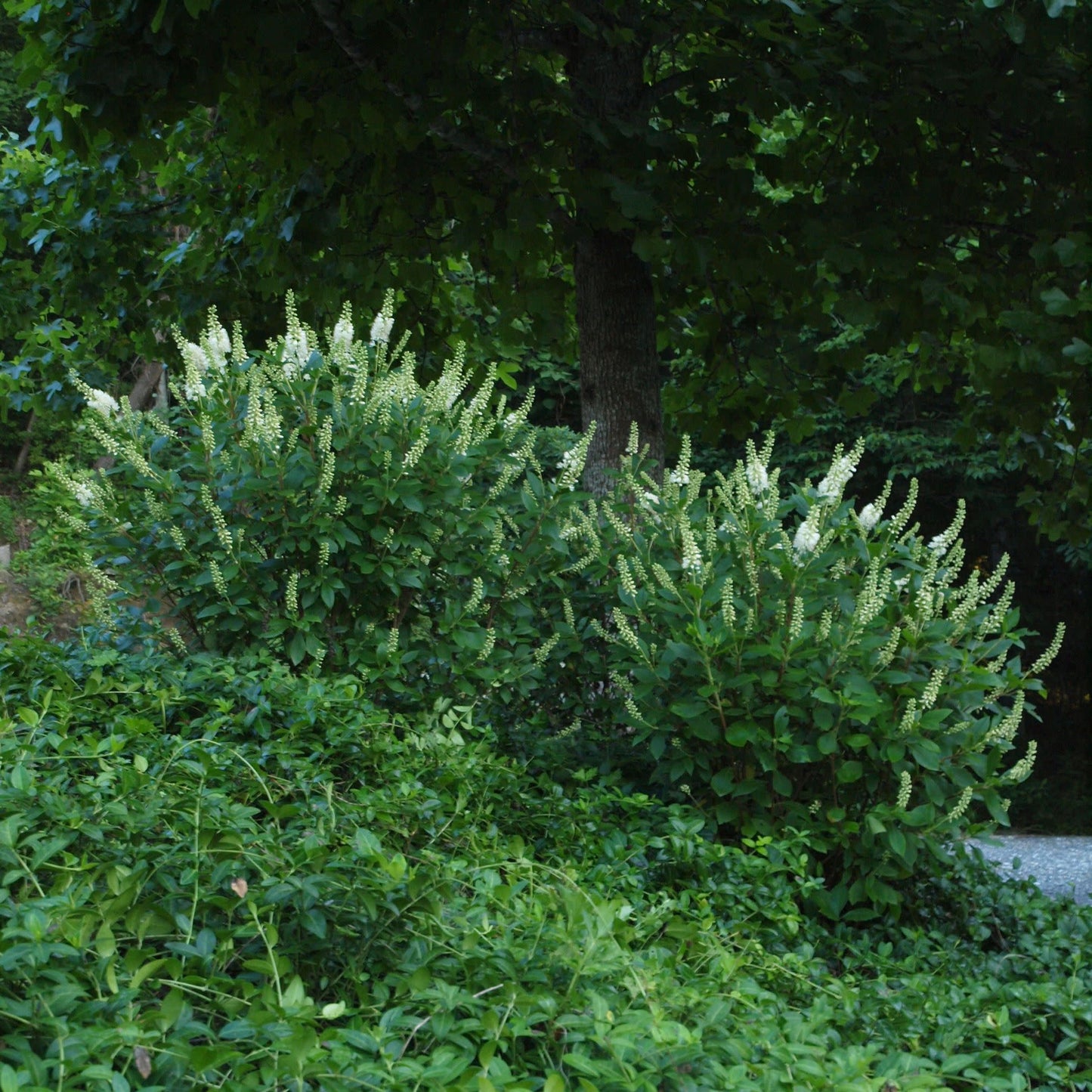 Sugartina® 'Crystalina' Summersweet (Clethra alnifolia)