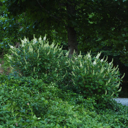 Sugartina® 'Crystalina' Summersweet (Clethra alnifolia)