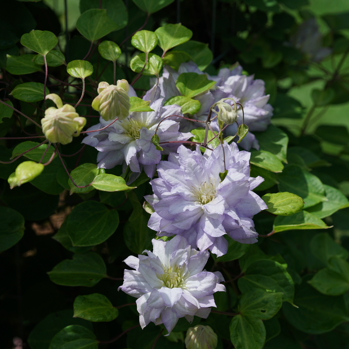 'Diamond Ball' Clematis