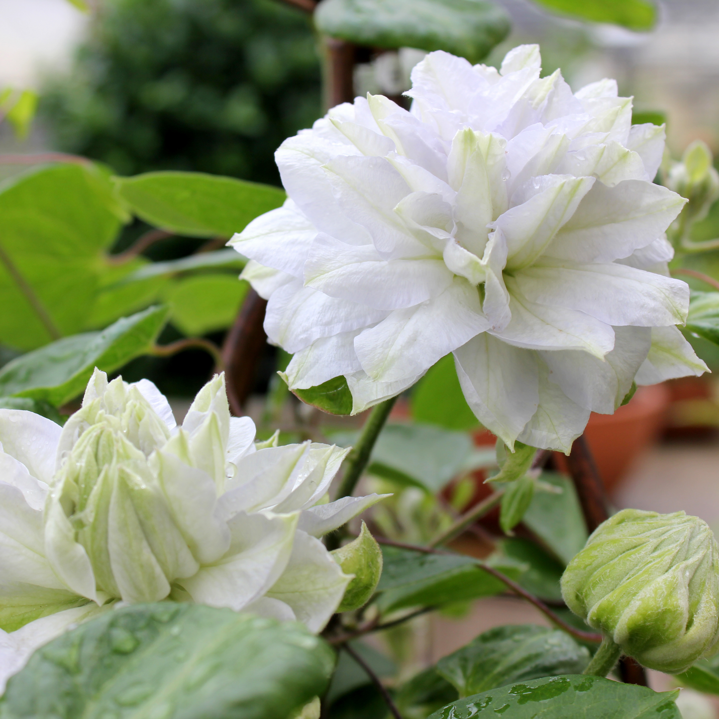 'Diamond Ball' Clematis