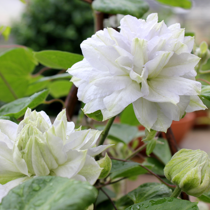 'Diamond Ball' Clematis