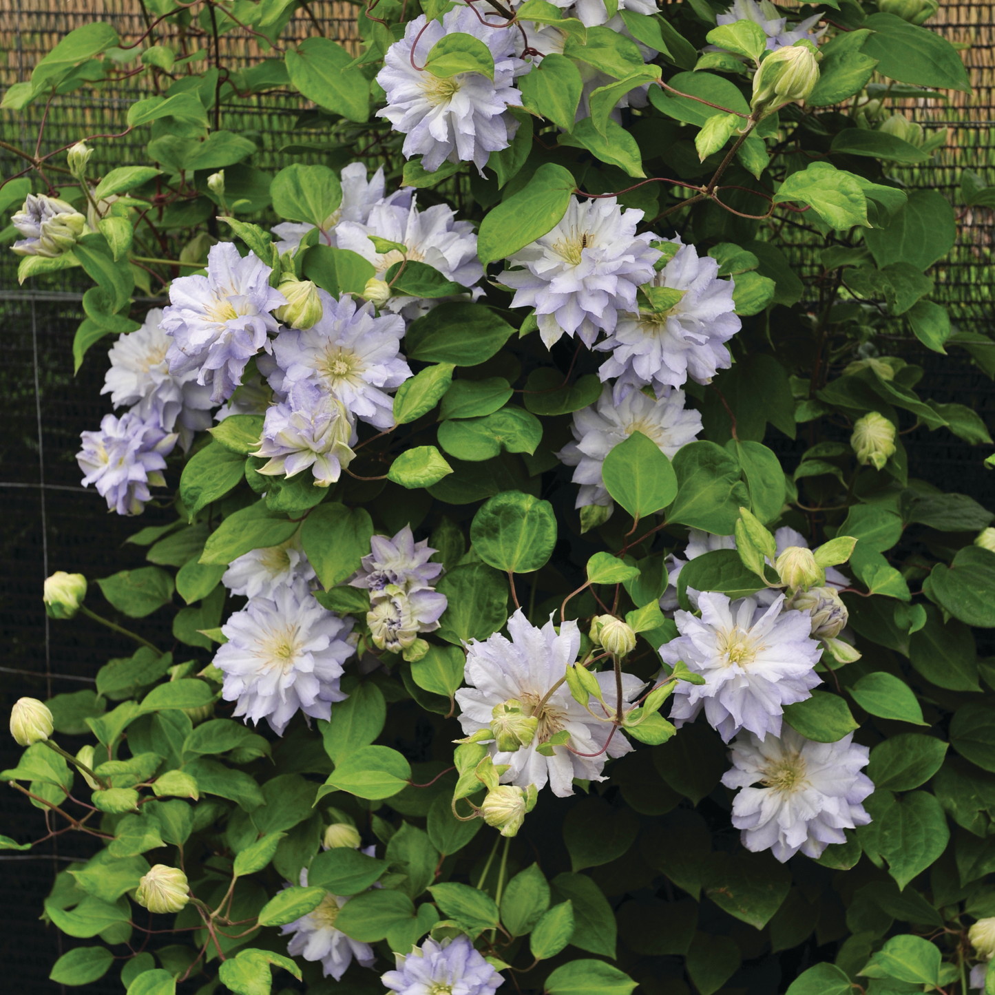 'Diamond Ball' Clematis