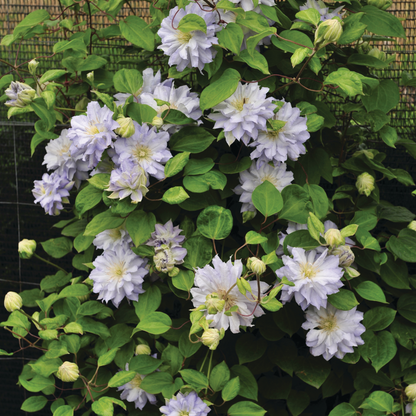 'Diamond Ball' Clematis