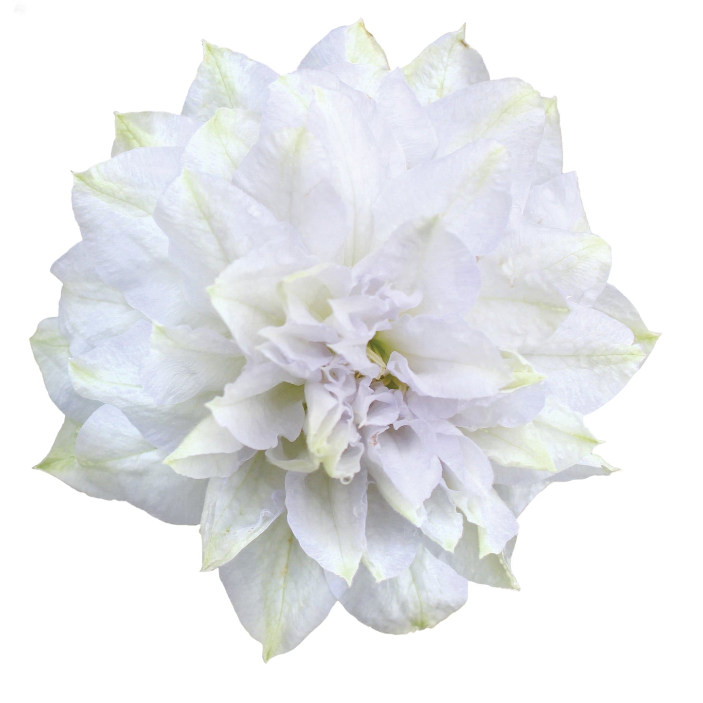 'Diamond Ball' Clematis