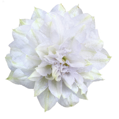 'Diamond Ball' Clematis