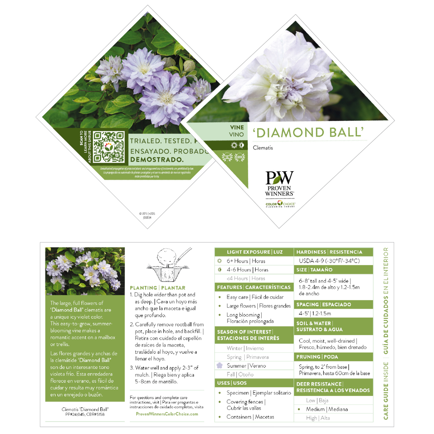'Diamond Ball' Clematis
