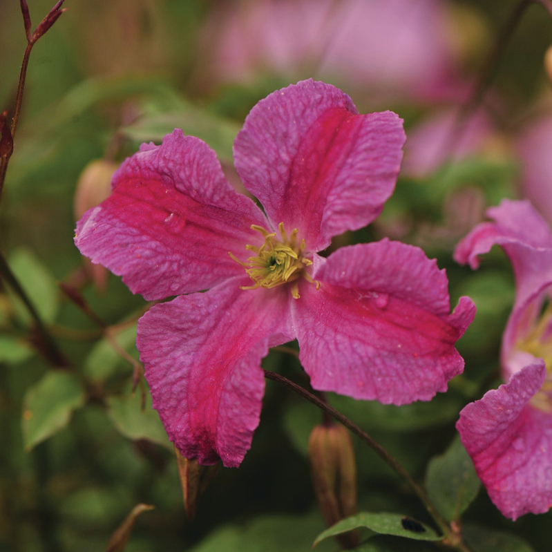 Pink Mink Pink Mink Clematis up close.