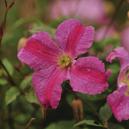 Pink Mink Pink Mink Clematis up close.