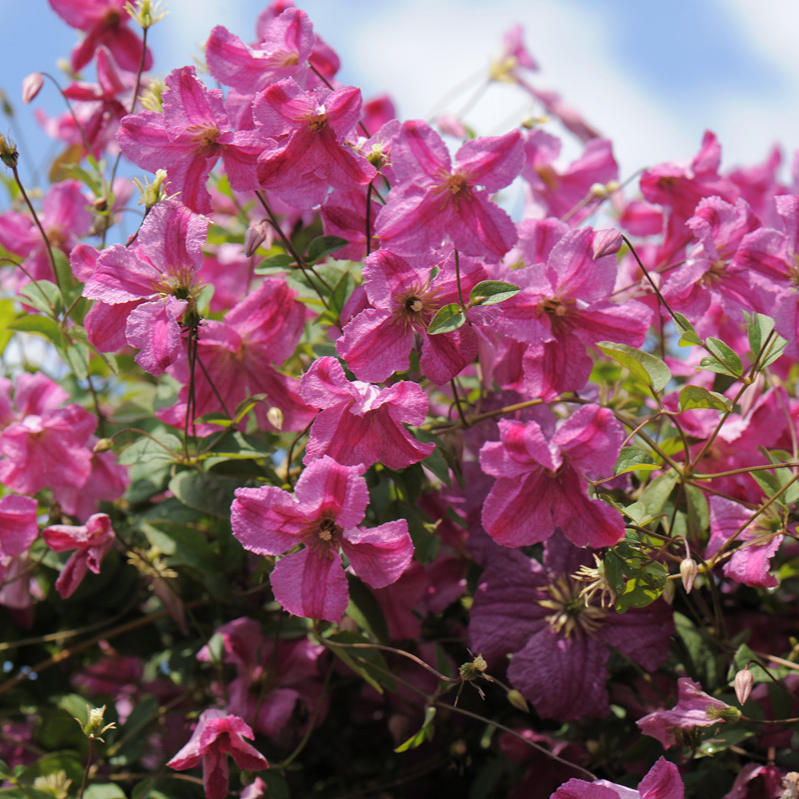 Pink Mink Pink Mink Clematis up close.