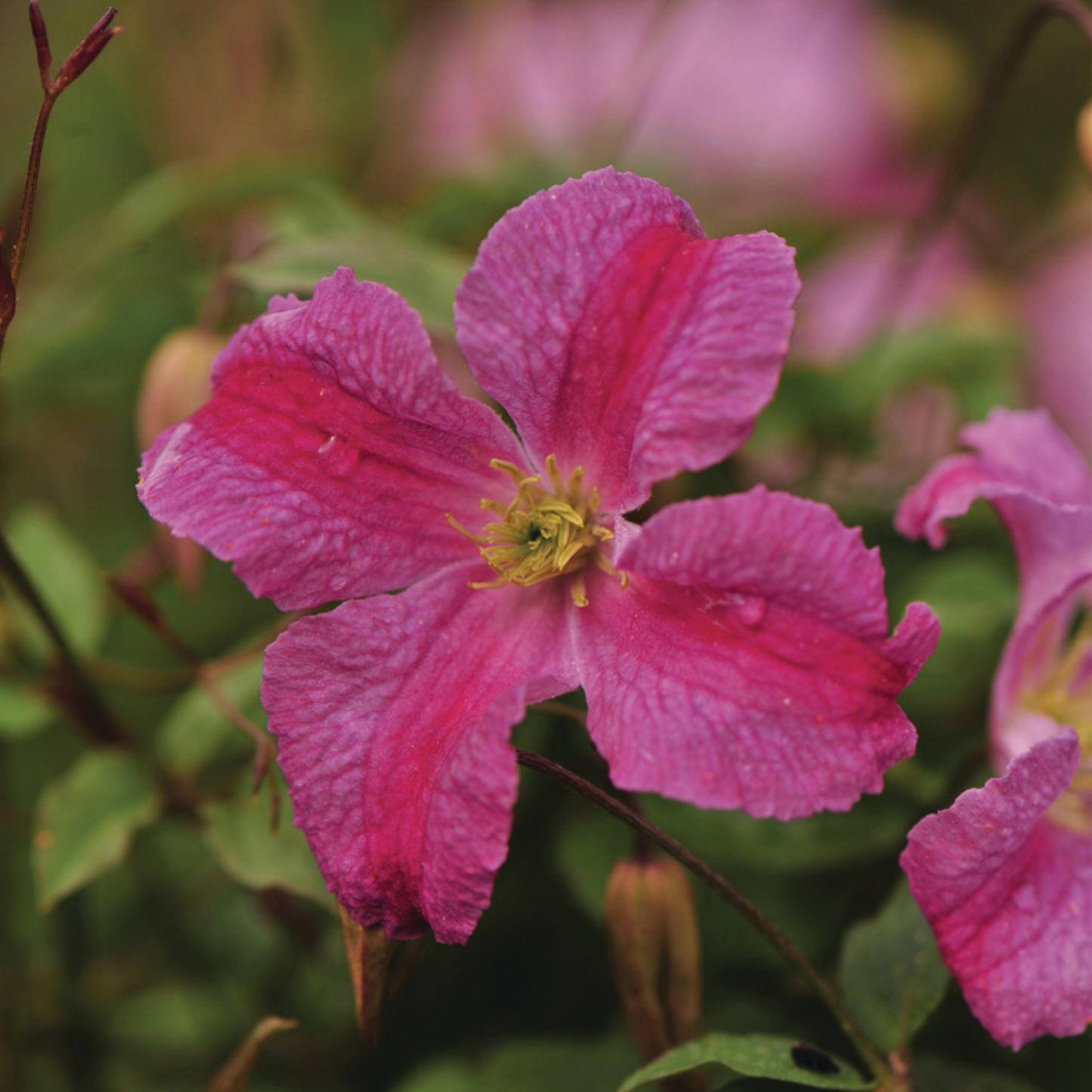 Pink Mink® Clematis