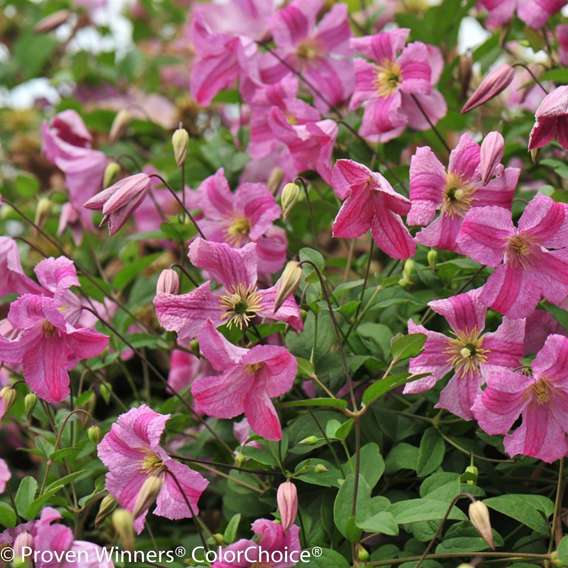 Pink Mink Clematis up close.