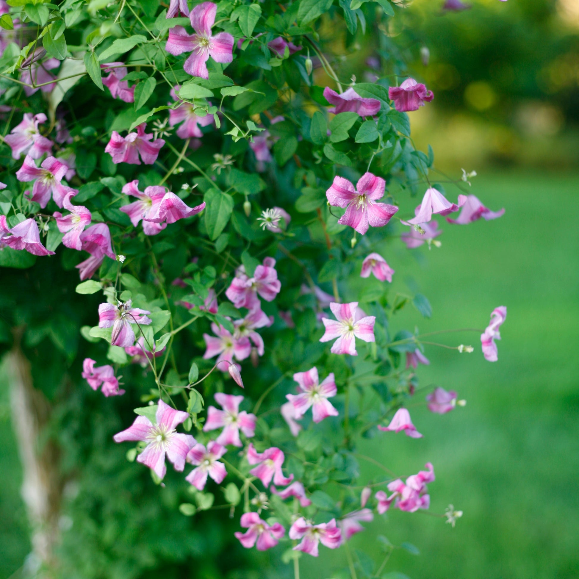 Pink Mink Clematis in focus.