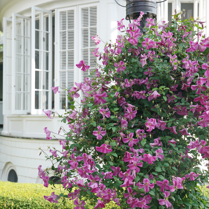 Pink Mink Pink Mink Clematis in use.