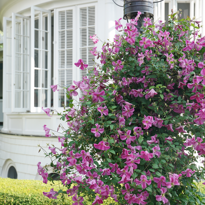 Pink Mink Pink Mink Clematis in use.