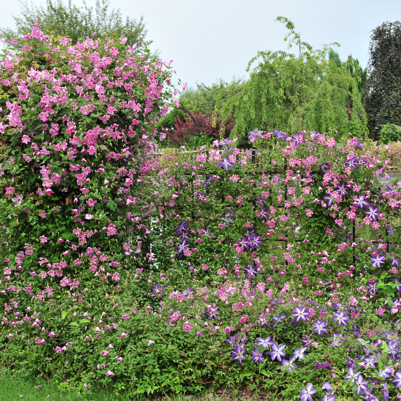 Pink Mink Pink Mink Clematis in use.